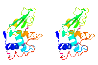 Stereogram of a lysozyme structure (PDB ID 3lyz).